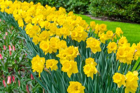 The Daffodil Flower A Beautifully Fragrant Spring Flower For Your