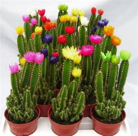 1 review for flowering cactus. Flowers glued-on to cactus plants | The Home Depot Community