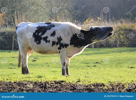 Mooing Cow Royalty Free Stock Image 16990612