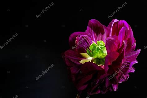 Purple Dahlias Flower On Black Background — Stock Photo © Anutaray
