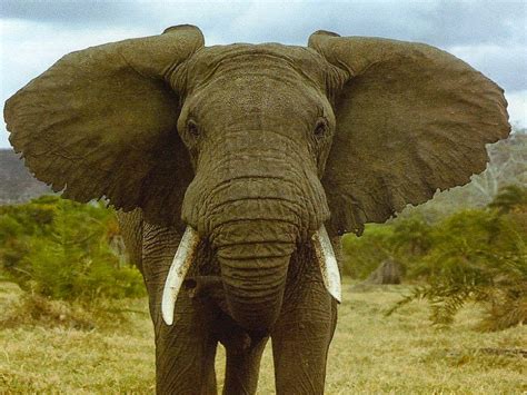 Animals Of The World African Bush Elephant