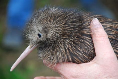 15 Birds With Unbelievable Beaks Kiwi Bird Bird Facts Pet Birds