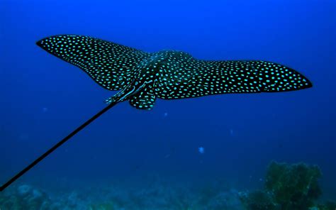 underwater, Animals, Stingray Wallpapers HD / Desktop and Mobile