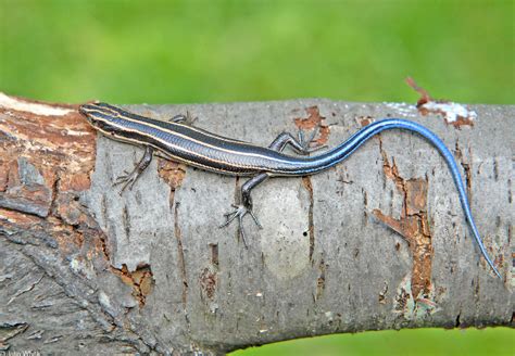 Five Lined Skink Eumeces Fasciatus Image Only