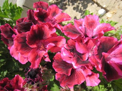 In the growth cycle, several milestones are related to its environment, from cold to warm. RED MARTHA WASHINGTON FLOWER GERANIUM CUTTING PLANT HOME ...