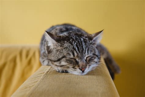 Wallpaper Id 256123 A Tabby Cat Sleeping On An A Couch Armrest Get