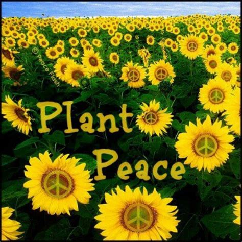 Sunflowers represent longevity, adoration, and pure love. American Hippie Art Quotes ~ Plant peace... | Hippie peace ...