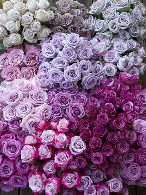 The Lavender And Purple Rose Study Flirty Fleurs The Florist Blog