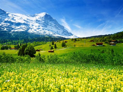 Spring Landscape Nature Switzerland Meadow With Yellow Flowers And