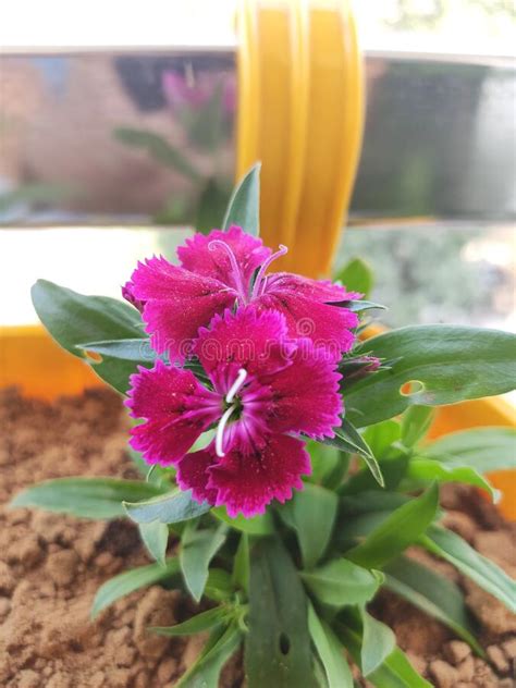 When you're wiping your posterior after having a bowel movement and your finger goes periwinkle. Periwinkle Is A Low-growing Perennial Plant Catharanthus ...