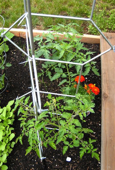 How To Make A Ladder Trellis For Tomato Plants Ikea Hack