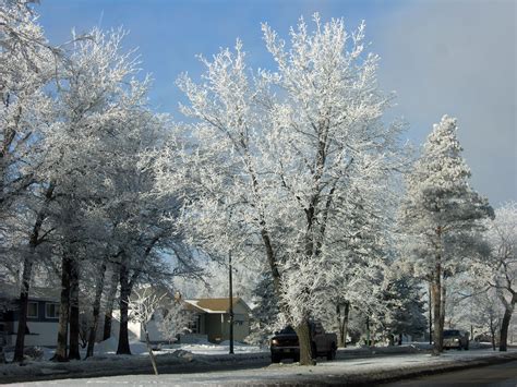 Trees To Catch Our Eye In Winter Canadas Local Gardener