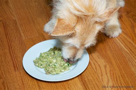 Safe foods for dogs with chronic kidney failure. Recipe for Low-Phosphorus Dog Food ~ Caring for a Dog with ...