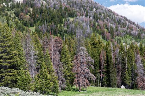 Coniferous Forest Insects