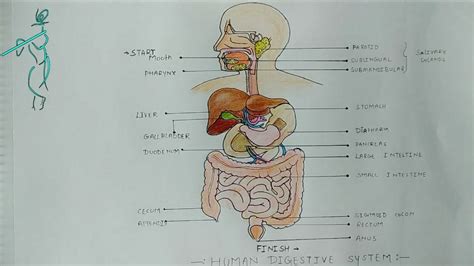How To Draw Human Digestive System Step By Step For Students Science