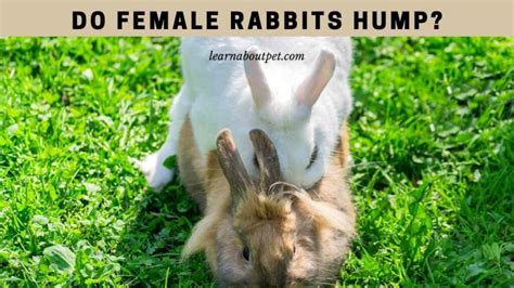 Do Female Rabbits Hump 9 Interesting Facts 2022 Rabbits Cage