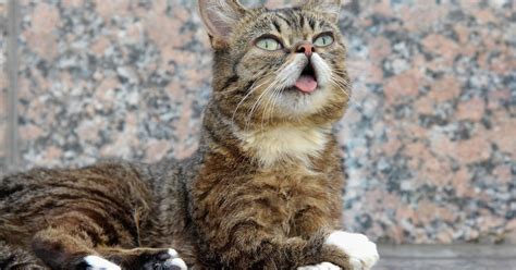 Lil Bub Cat Lil Bub Beloved Viral Internet Cat Has Died At Age 8