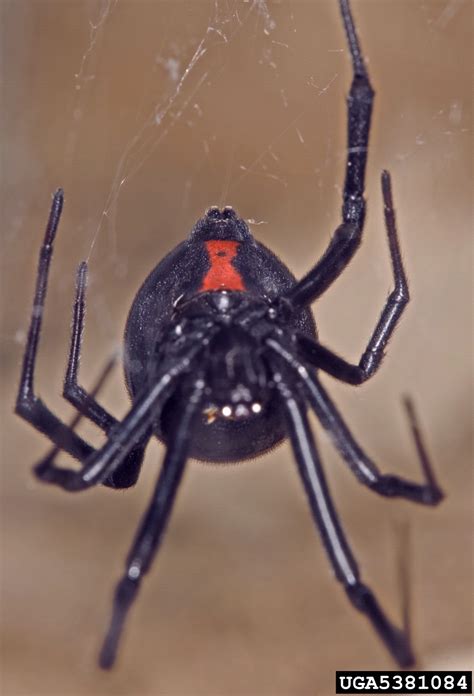 Inside the home, black widows typically hide in sheltered, dimly lit locations such as garages, dark corners, basements, closets and cluttered areas. black widow spider, Latrodectus mactans (Araneae ...