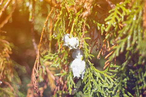 Fruits Of Arborvitae Stock Photo Image Of Season Morning 32654056