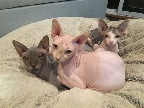 Special Grooming Considerations For Hairless Cat Breeds Buzzypet