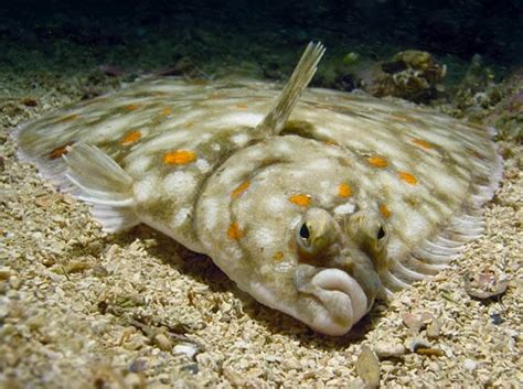 European Flounder Fishes World Hd Images And Free Photos