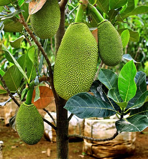 Applying nutrients that are not needed can cause a nutrient imbalance. Growing Jackfruit in containers | How to grow jackfruit ...