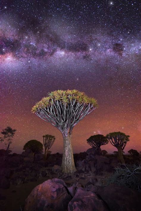 Quiver Tree Forest In The Evening Keetmanshoop Namibia Anshar Images