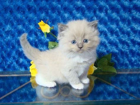 Male munchkin fold cat/kucing munchkin fold jantan. Asia Blue Mitted Mink Female Ragdoll - Ragdoll Kitten for ...