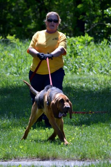 American Bloodhound Club Vbsar Bloodhound Search And Rescue