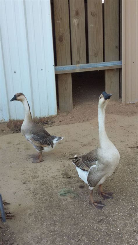 How To Tell The Sex Of An African Goose Backyard Chickens Learn