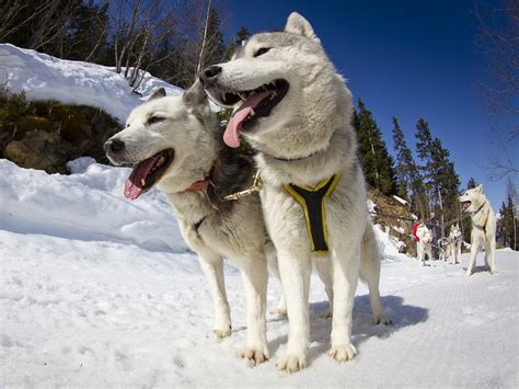 Apprivoisez les chiens de traîneaux en savoie à la faveur d'une randonnée accompagné d'un musher. Paradisled - Chiens de traineaux - Station de ski Les Arcs