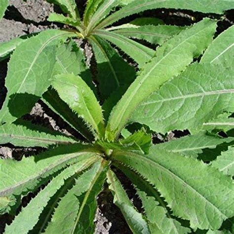 Buy Wild Lettuce Seeds Lactuca Virosa 50 Rare Medicinal Herb Seeds