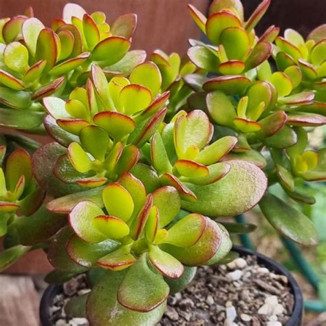 crassula ovata compacta dwarf jade uploaded by mandajayne