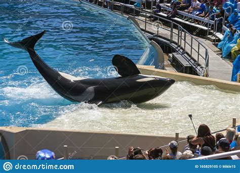 Killer Whale Shamu Show In Seaworld San Diego Editorial Image Image