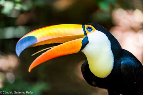 Tucan Toco Ramphastos Toco Observatorio De La Naturaleza