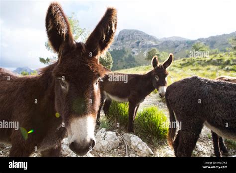 Catalan Donkey Hi Res Stock Photography And Images Alamy