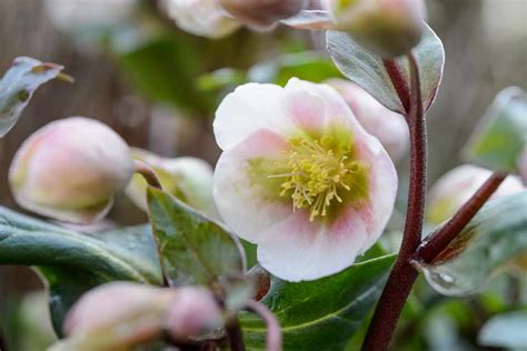 Hellebore Plant Grow And Care For Hellebores Bbc Gardeners World