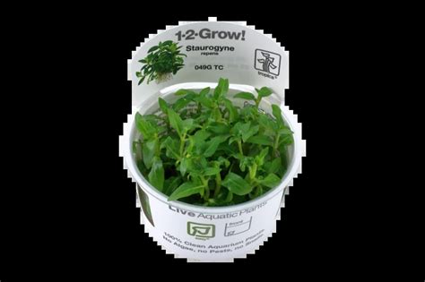 Staurogyne Repens 1 2 Grow In Vitro Von Tropica AquaSepp