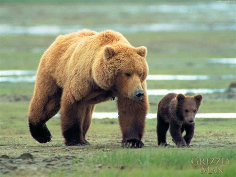Grizzly Bear Mom And Baby Walk Grizzly Bear Bears