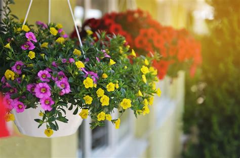 Proljetno Cvijeće Pretvorite Balkon Ili Vrt U Pravu Oazu Za Opuštanje