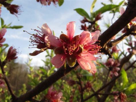 Check spelling or type a new query. Midseason fruit flowers