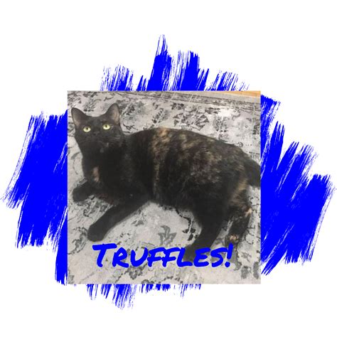 Friday's Friend! Cat Adoption, PetConnect Rescue | from the Dog's Paw