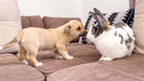Puppy And Bunny