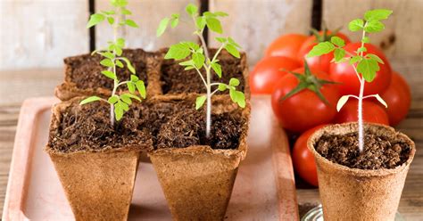 Zu früh ist ebenso nachteilig, wie zu spät. Tomaten säen: Wann ist der beste Zeitpunkt? - Mein schöner ...
