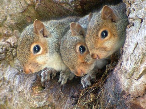 Bébé écureuil Wallpaper Baby Squirrel Squirrel