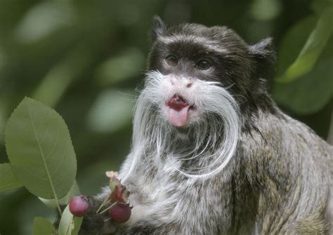 Emperor Tamarin Zoochat