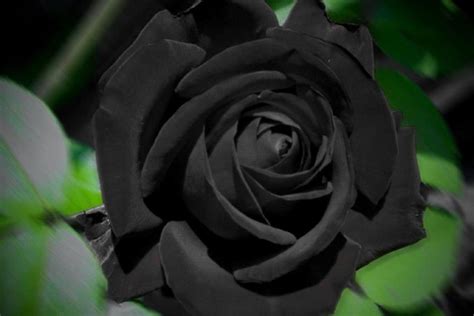 Black Roses Background ·① Wallpapertag