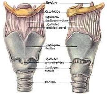 3.la faringe es parte del sistema digestivo y respiratorio, mientras que la laringe no lo es. faringe y laringe - cambios fisiologicos del sistema respiratorio