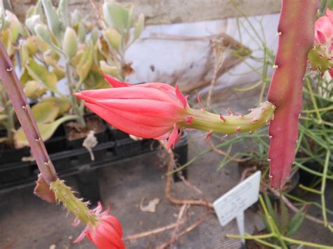 Night Blooming Orchid | Day blooming Orchid cacti ...