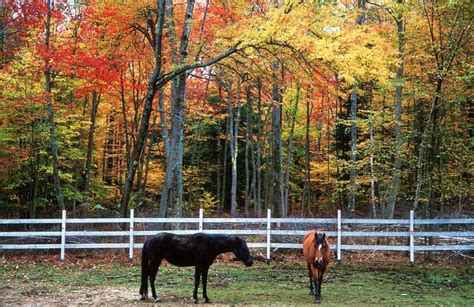 48 Horses In Autumn Desktop Wallpaper On Wallpapersafari